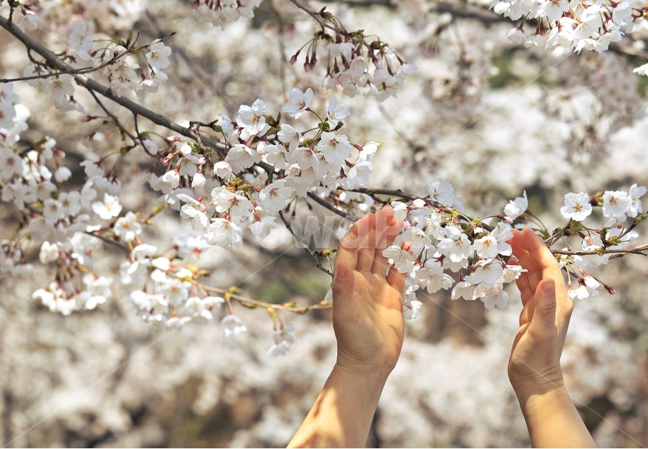 벚꽃,손,감성,배경,봄꽃,사쿠라,봄,계절,식물,자연,사람,인간,꽃,신체일부,cherryblossoms,hands,emotions,background,springflowers,sakura,spring,season,plants,nature,people,humans,flowers,somepartsofthebody