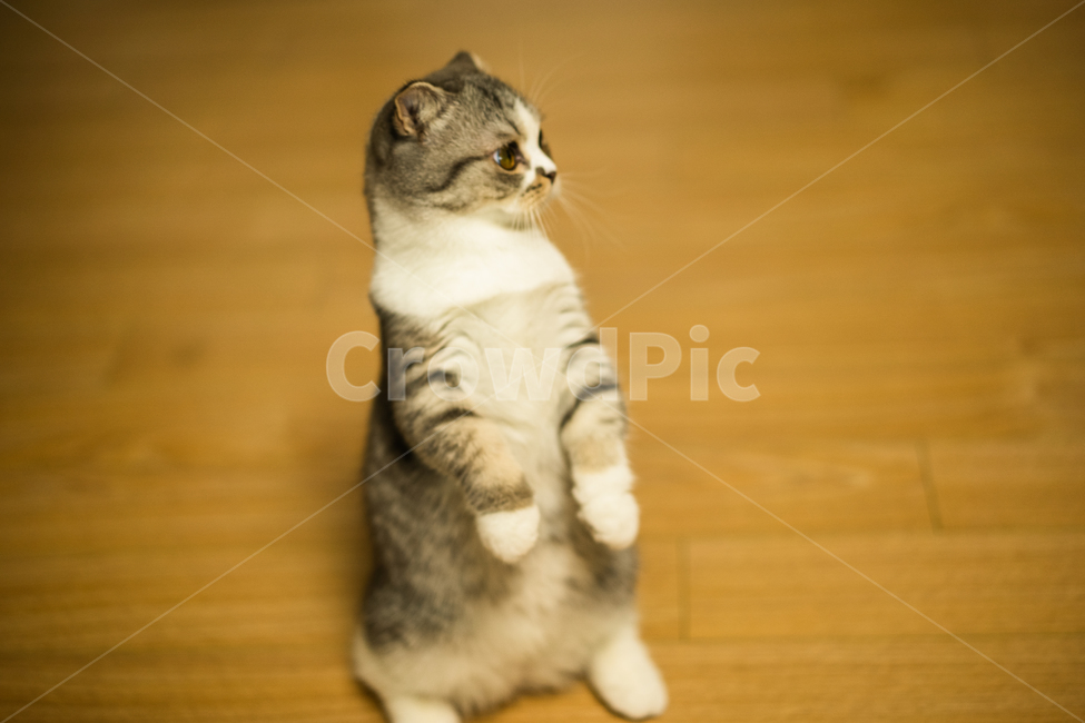 고양이,스코티쉬폴드,귀여운,둥근,짧은,동물,애완묘,cat,animal,pet,동물,animal,포유류,mammal,고양이,cat,kitten,kitty