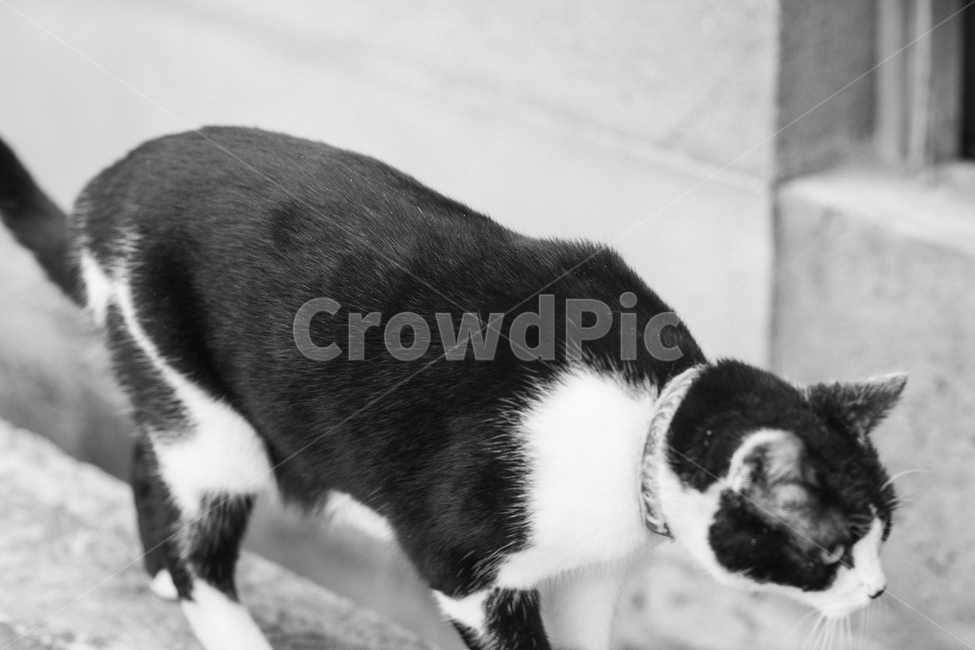 고양이,냥,캣,cat,길고양이,길냥이,냥이,길냥,동물,동물,animal,포유류,mammal,고양이,cat,kitten,kitty,흑백,모노톤,monochrome,black and white