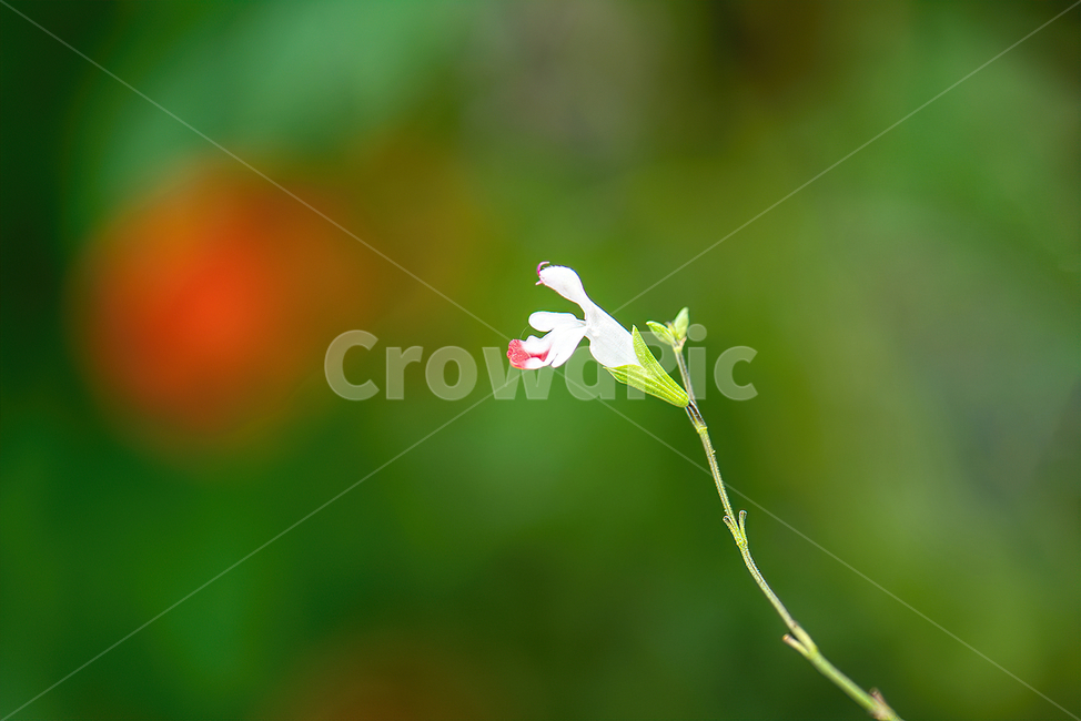 식물,flower,꽃,plant,접사
