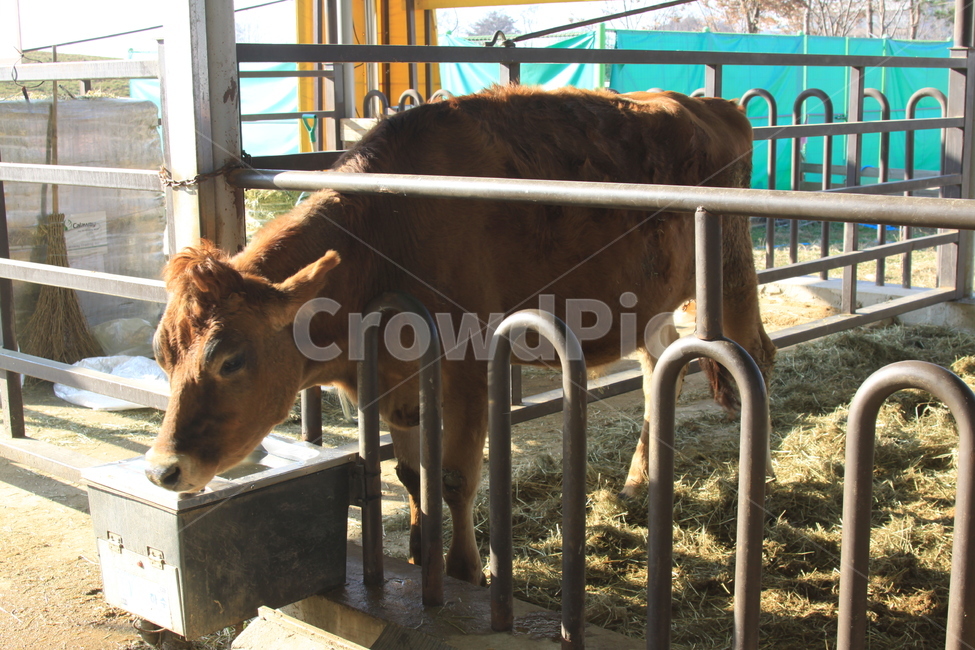 포유류,가축,animal,cow,동물,소,동물,animal,포유류,mammal