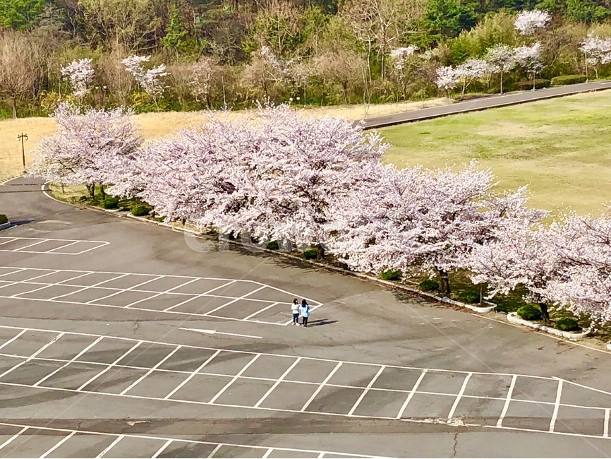 벚꽃,대학교,캠퍼스,맑음,봄,봄,계절,spring,season
