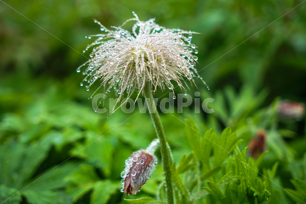 할미꽃,암술대,백두옹,빗방울,야생화,식물,자연,plants,nature,꽃,flower
