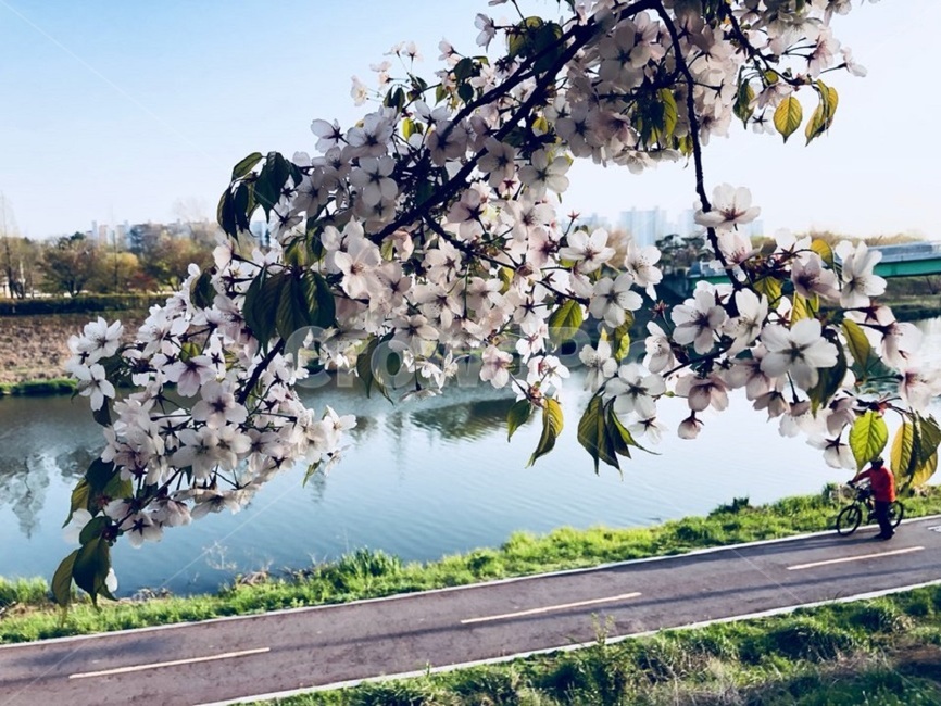 꽃,봄꽃,감성,안산천,따뜻함,봄,계절,spring,season,식물,자연,plants,nature,꽃,flower,plant