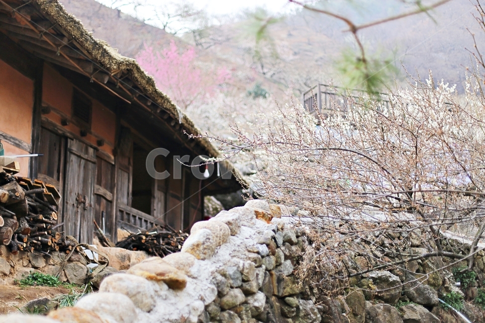 하동,매화마을,매화축제,매화꽃,매화,꽃,flower,hadong,시골,마을,풍경,landscape,country,rural,town