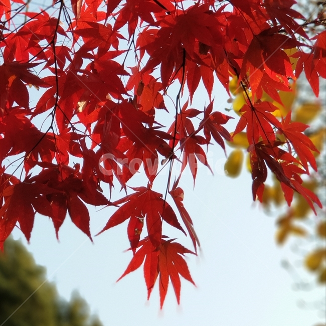 가을,자연,나무,단풍,감성사진,빨간단풍,늦가을풍경,가을,계절,fall,autumn,season,식물,자연,plants,nature,leaf,잎,plant,tree,maple