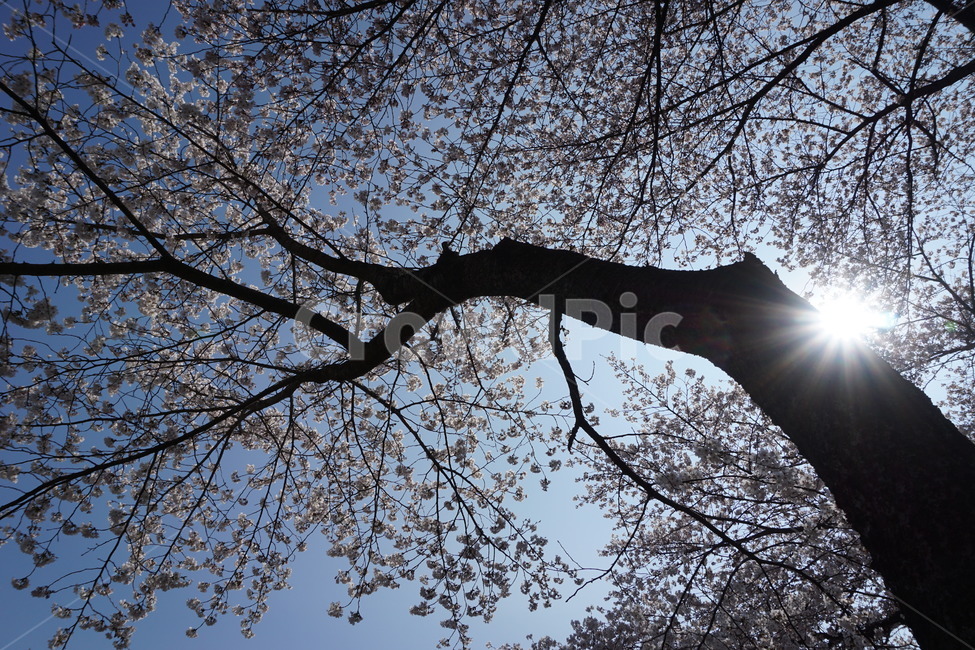 벚꽃,봄꽃,꽃,봄,벚꽃나무,나무,spring,flower,하늘,해,태양,sky