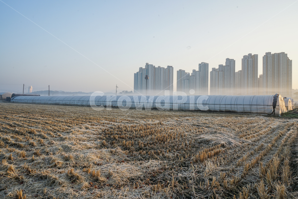 농사,비닐하우스,아파트,도시,농촌,안개,새벽,밭,도시,풍경,city,landscape,한국도시풍경,한국도시경관,korea cityscape,산업,industry,industrial,농업,농사,agriculture,farming,farming industry