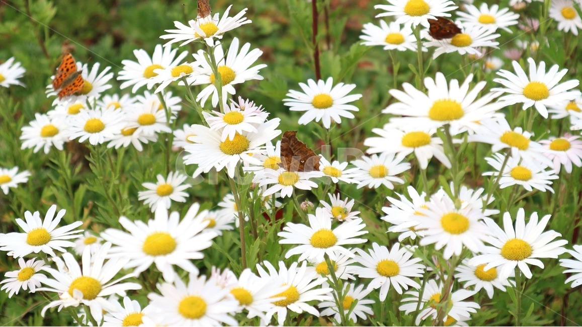plant,식물,daisies,데이지,flower,꽃,blossom,나비,식물,자연,plants,nature,꽃,flower