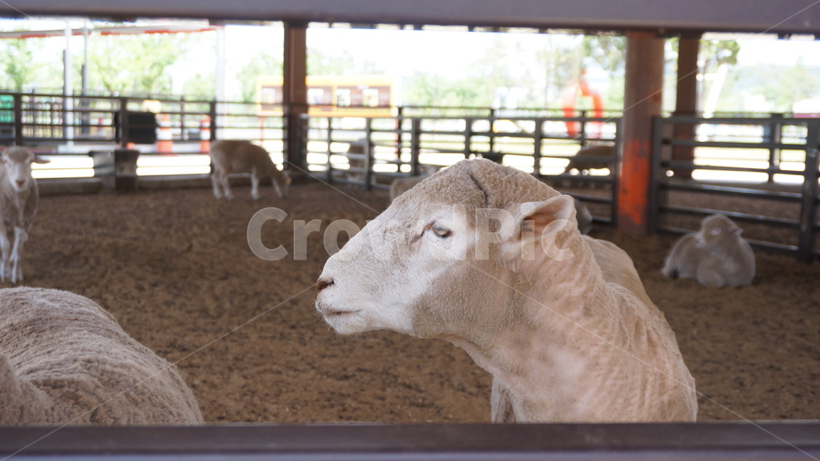 양,동물,sheep,눈빛,가축,귀여운동물,바라봄,aminal,순수,동물원,동물,animal,포유류,mammal