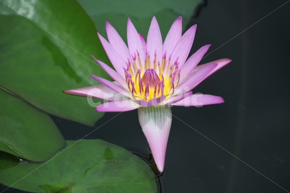 plant,blossom,flower,꽃,수련,식물,자연,plants,nature,꽃,flower