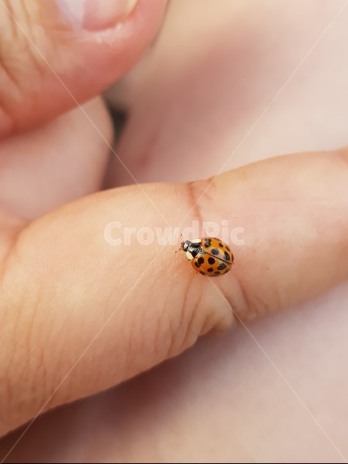 ladybug,무당벌레,벌레,손,hand,곤충,벌레,insect,bug
