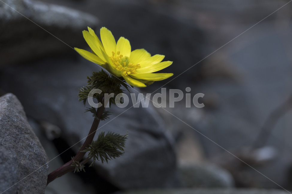 복수초,봄꽃,설련,장춘화,미나리아재비과,식물,자연,plants,nature,꽃,flower