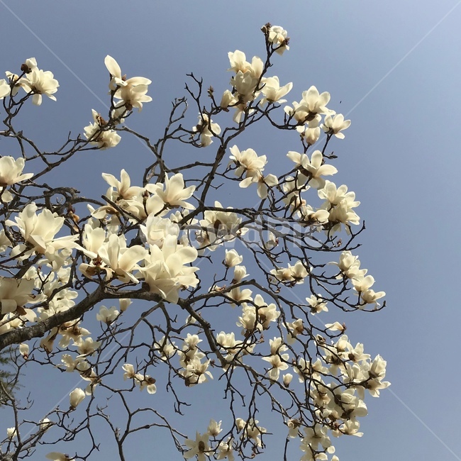 목련,백목련,봄,하늘,꽃,식물,자연,plants,nature,꽃,flower