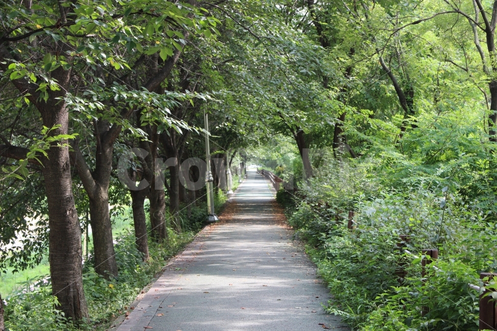자연,야외,공원,식물,잎,초록,나무,나뭇가지,산림욕,산책,오솔길,자연,풍경,nature,landscape,arbour,정자,garden,정원,outdoors,옥외