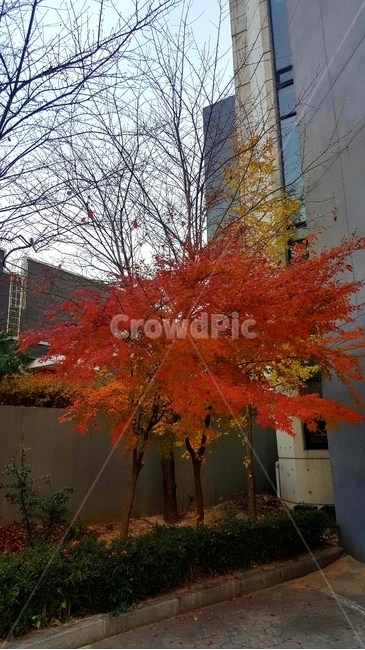단풍,tree,가을,단풍나무,plant,fall,autumn