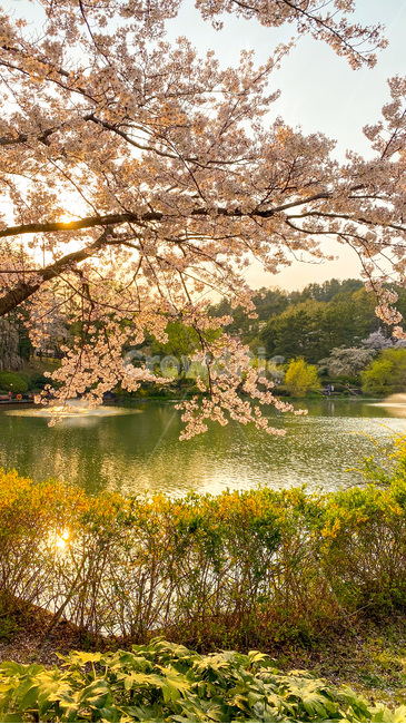 cherryblossom,벚꽃,봄,봄꽃,꽃,flower,식물,plant,호수
