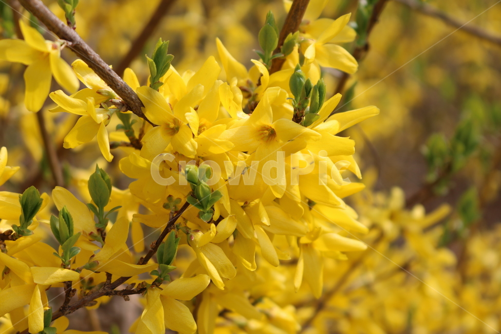 plant,식물,flower,꽃,꽃잎