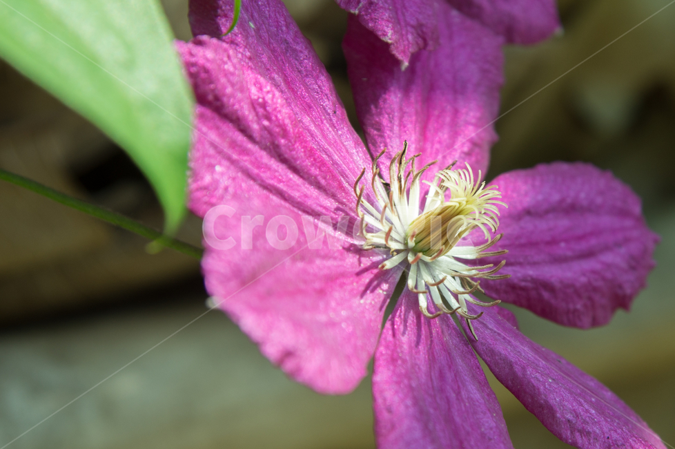꽃,들꽃,접사,보라,푸른,생기,깔끔,식물,자연,plants,nature,꽃,flower