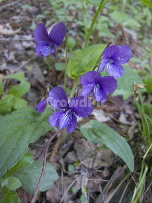 꽃,봄꽃,산속식물,flower,꽃밭,식물,자연,plants,nature,꽃,flower