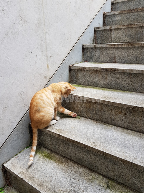 고양이,메뚜기,계단,고양이와메뚜기,앉아있는고양이
