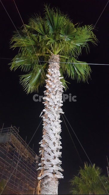야자수,나무,야자수나무,제주도,밤,자연,wood,plants,trees