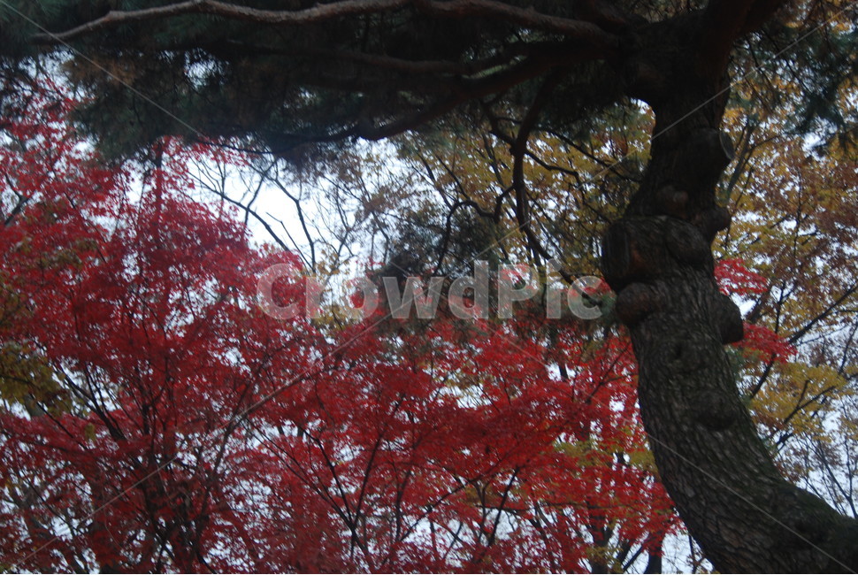 가을풍경,가을단풍,단풍,tree,나무,가을,계절,fall,autumn,season