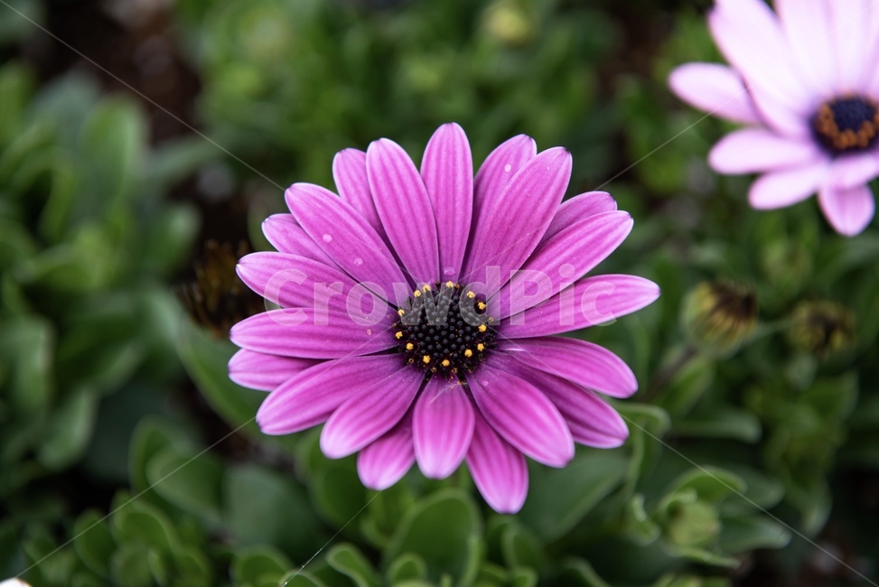 꽃,자연,디모르포데카,봄,화단,식물,자연,plants,nature,꽃,flower