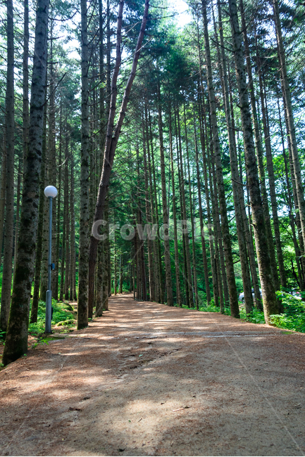소나무,소나무길,오대산,환경,삼림지,공원,나무,숲,자연,풍경,nature,landscape,path,통로
