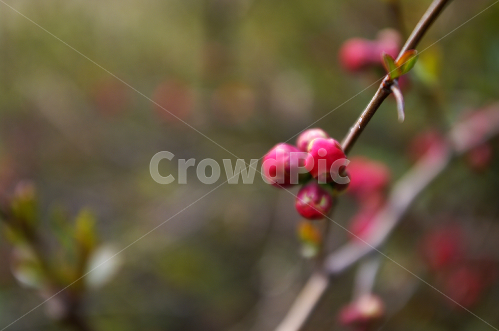명자나무꽃,식물,plant,자연,nature,꽃,flower,봄,spring,계절,식물,자연,plants,nature,꽃,flower