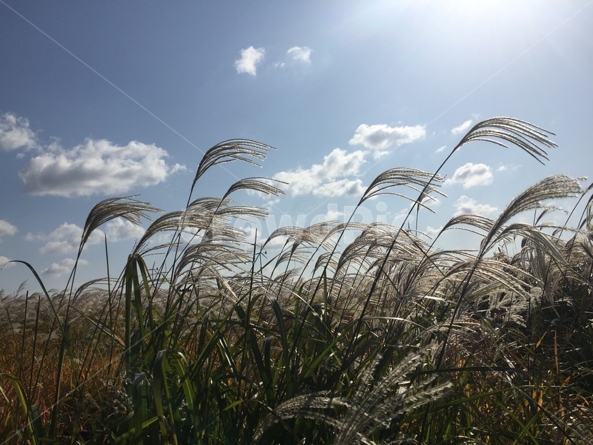 plant,식물,grass,lawn,잔디,reed,갈대,힐링,healing,가을,계절,fall,autumn,season,식물,자연,plants,nature