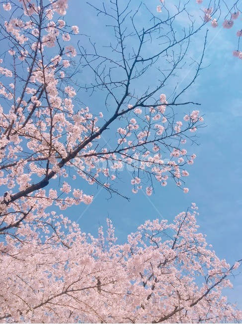 봄,벚꽃,cherryblossom,flowers,풍경,봄꽃,벚꽃나무,계절,spring,식물,자연,plants,nature,wood,trees,감성