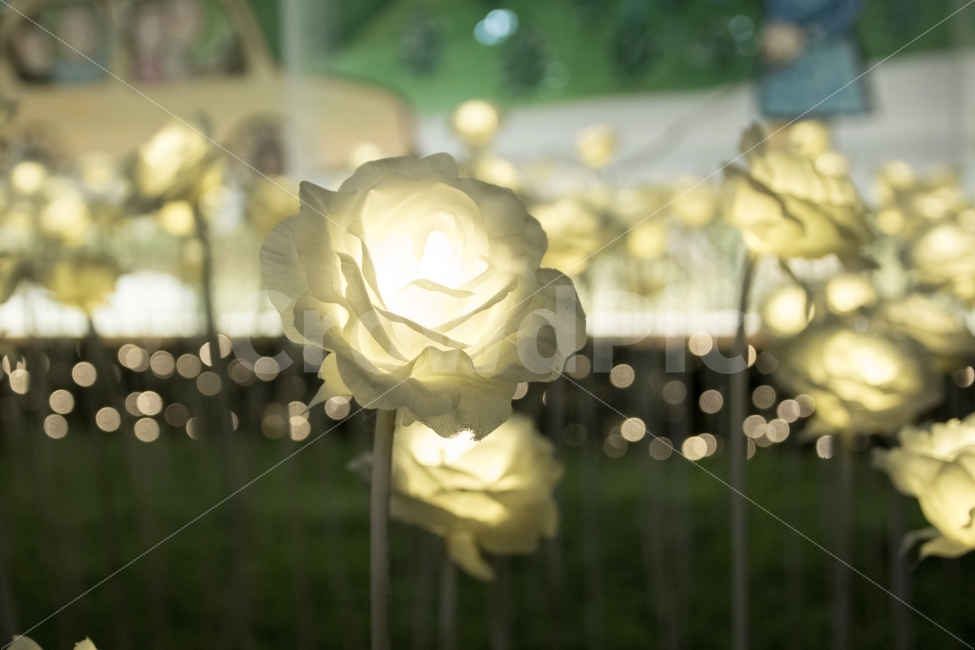 LED장미,LED꽃,장미,야경,조명,야경,밤,풍경,nightscape,night,landscape,rose,plant,식물,blossom,꽃,flower