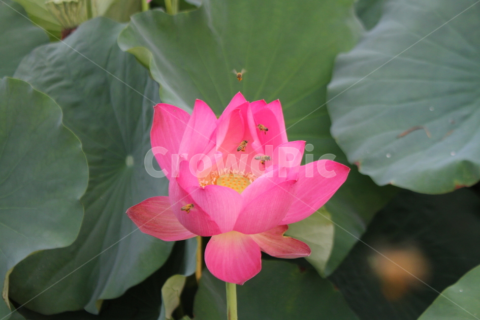 연,연꽃,lotus,식물,홍연,식물,자연,plants,nature,꽃,flower,동물,animal,곤충,벌레,insect,bug