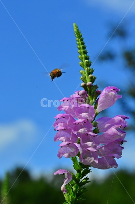 animal,동물,bee,벌,invertebrate,무척추동물,apidae,양서류,insect,곤충,꽃범의꼬리,blossom,flower,꽃,plant,식물,outdoors,nature,자연,옥외,식물,자연,plants,nature,꽃,flower