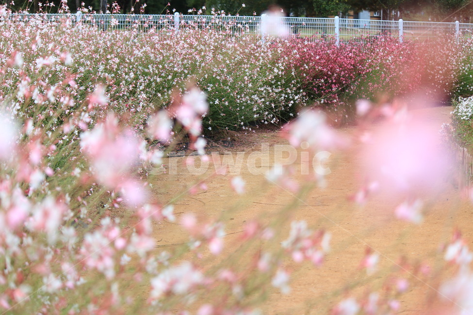 가우라,식물,꽃,감성,흰색,핑크,flower,식물,자연,plants,nature,꽃,flower