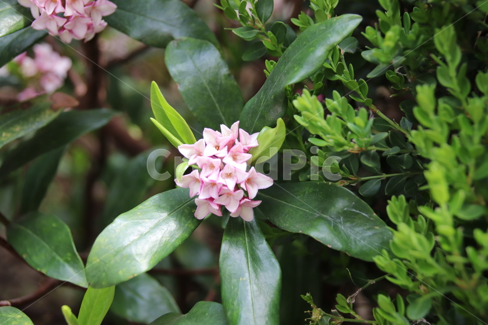 꽃,꽃나무,자연,풍경,봄,봄,계절,spring,season,식물,자연,plants,nature,꽃,flower,plant,blossom,acanthaceae,잔잔과
