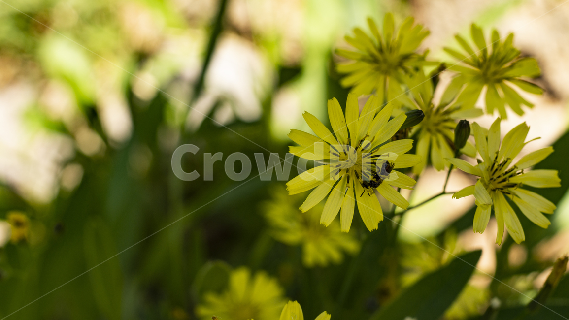 꽃,벌,감성,순간포착,접사,식물,자연,plants,nature,꽃,flower