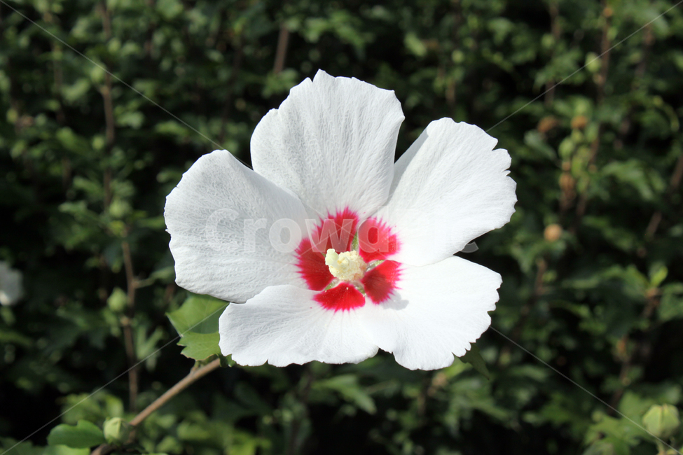 무궁화,하얀무궁화,무궁화꽃,한국국화,대한민국,한국,한국꽃,여름,식물,blossom,꽃,flower,roseofsharon,샤론의장미,식물,자연,plants,nature,꽃,flower