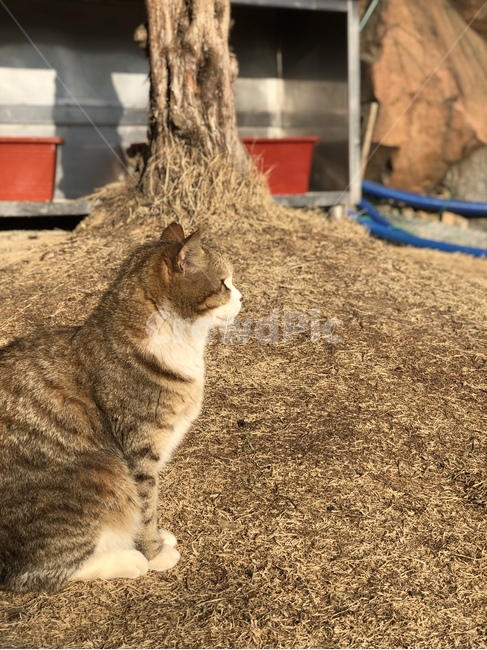 고양이,고양이옆모습,동물,귀여운,cat,cute,animal,동물,animal,포유류,mammal,고양이,cat,kitten,kitty