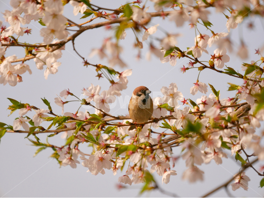 자연,동물,참새,벚꽃,풍경,귀여움,봄,계절,spring,season,식물,자연,plants,nature,꽃,flower,동물,animal,조류,새,birds,bird,plant,blossom