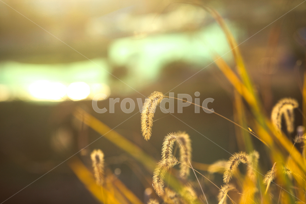 가을,가을풍경,가을갈대,갈대,갈대숲,자연,계절,fallautumnseason,식물,plants,가을,계절,fall,autumn,season,식물,자연,plants,nature,감성,sensible,feeling,plant,grass,잔디,lawn