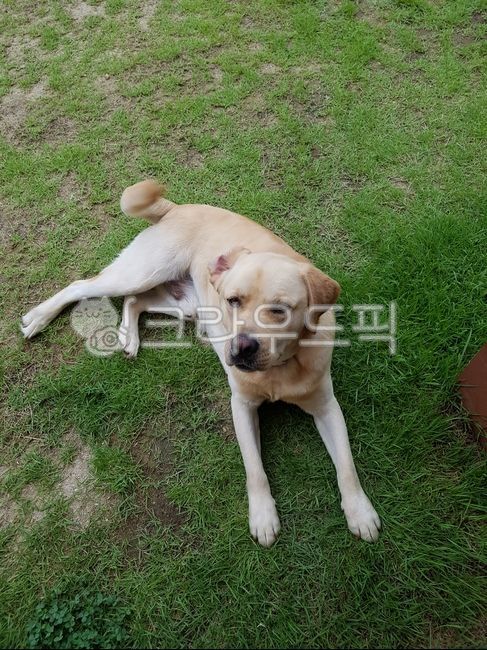 리트리버,개,강아지,반려견,래브라도리트리버,animal,동물,dog,labradorretriever,mammal,포유류,애완동물