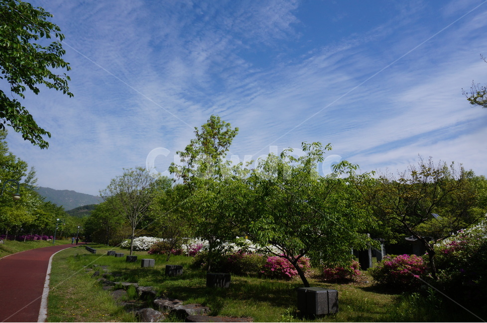 봄,상림공원,나무,초록,하늘,시원시원,상쾌,산책,자연,풍경,nature,landscape,outdoors,옥외