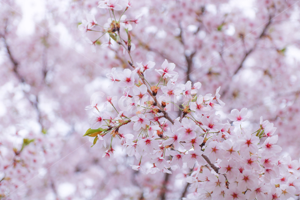 벚꽃,봄,분홍,서울숲,꽃,봄,계절,spring,season,식물,자연,plants,nature,꽃,flower,plant,blossom