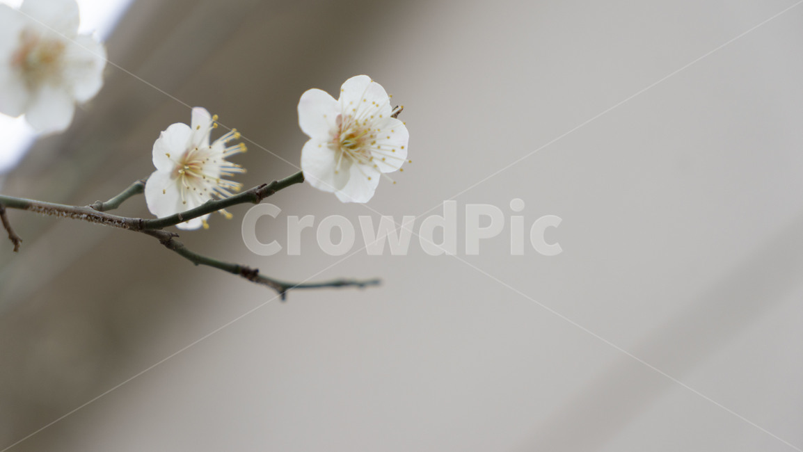 plant,식물,꽃,blossom,꽃봉오리,bud,spring,flower,봄,식물,자연,plants,nature,꽃,flower