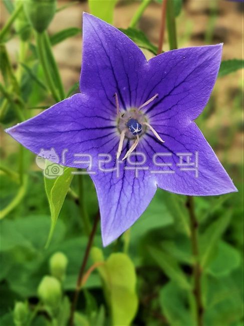 도라지꽃,청도라지,도라지,식용,도라지밭,뿌리채소,약용식물,식재료,토종,우리꽃,초롱꽃과,야외,옥외,실외,배경,보라색꽃,퍼플,녹색,그린,밭농사,농작물,농업,밭작물,청보라색,자연,식물,nature,flower,plants,purple,violet,접사,근접촬영,꽃,blossom