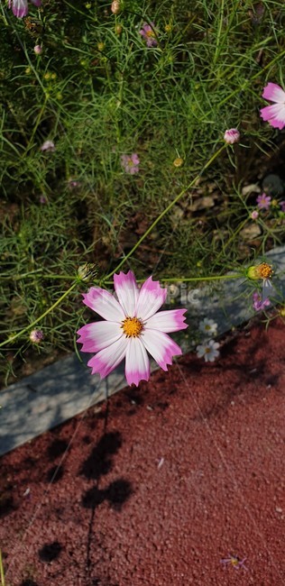 plant,식물,daisies,daisy,데이지,꽃,blossom,코스모스,자연,분홍색,힐링,휴식,하얀색,flower,식물,자연,plants,nature,꽃,flower