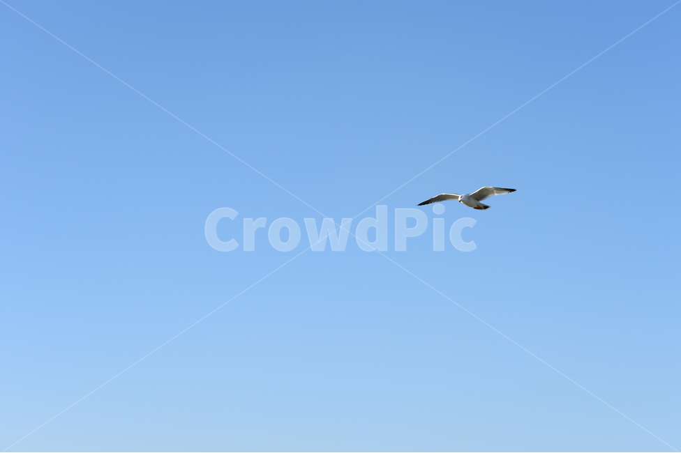 궁평항,안산,바다,새,갈매기,하늘,동물,animal,조류,새,birds