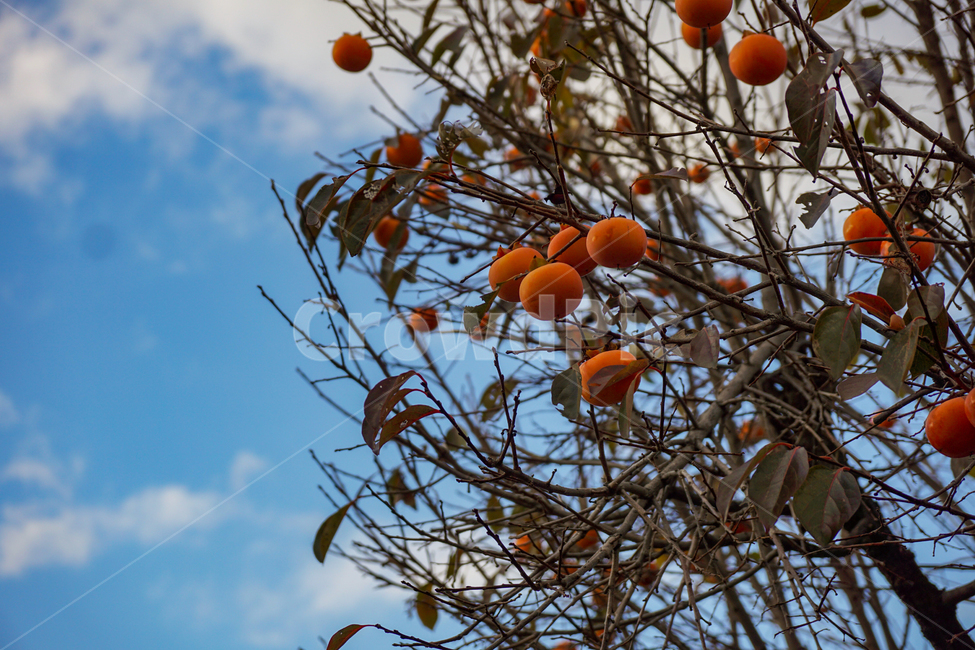 감,겨울,까치밥,홍시,가을,식물,자연,plants,nature,나무,trees,wood,과일,열매,fruit